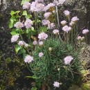 Armeria maritima (Mill.) Willd.Armeria maritima (Mill.) Willd.