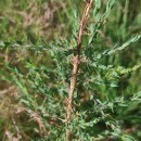 Genista berberidea LangeGenista berberidea Lange