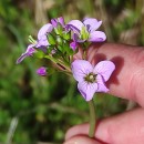 Cardamine pratensis  L.Cardamine pratensis  L.