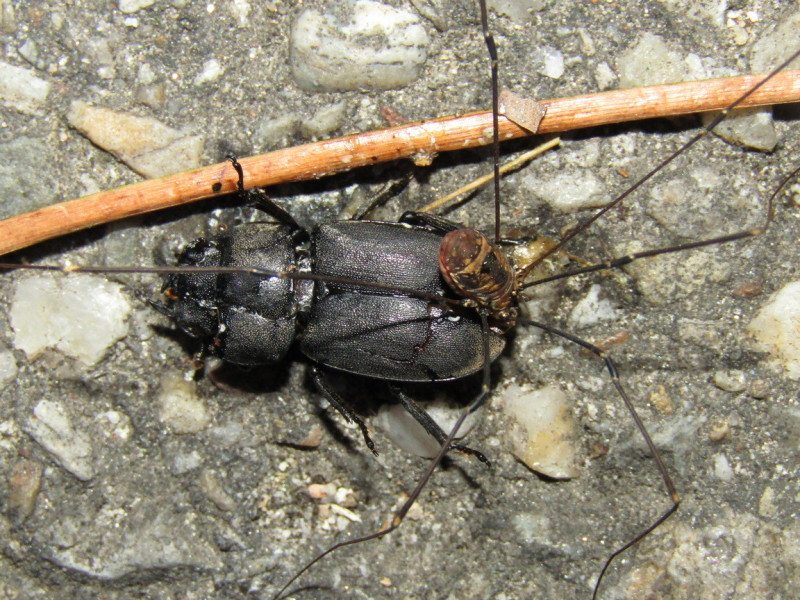 PHALANGIIDAE sp. Latreille, 1802 - Biodiversidade