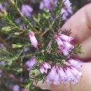 Erica australis L.Erica australis L.