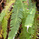 Struthiopteris spicant (L.) WeissStruthiopteris spicant (L.) Weiss
