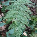 Dryopteris dilatata (Hoffm.) A. GrayDryopteris dilatata (Hoffm.) A. Gray