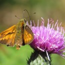 Ochlodes sylvanus (Esper, 1777)Ochlodes sylvanus (Esper, 1777)