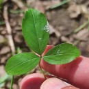 Potentilla montana Brot.Potentilla montana Brot.