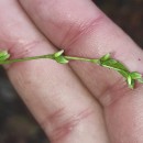 Persicaria hydropiper (L.) SpachPersicaria hydropiper (L.) Spach