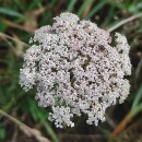 Daucus carota  L.Daucus carota  L.