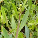 Ranunculus flammula L.Ranunculus flammula L.