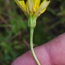 Leontodon saxatilis Lam.Leontodon saxatilis Lam.