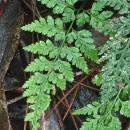 Asplenium adiantum-nigrum  L.Asplenium adiantum-nigrum  L.