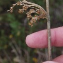 Juncus effusus L.Juncus effusus L.