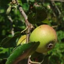 Malus domestica Borkh.Malus domestica Borkh.