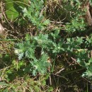 Phalacrocarpum oppositifolium (Brot.) Willk. subsp. oppositifoliumPhalacrocarpum oppositifolium (Brot.) Willk. subsp. oppositifolium