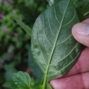 Amaranthus hybridus L.Amaranthus hybridus L.