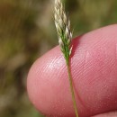 Aira praecox L.Aira praecox L.