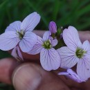 Cardamine pratensis  L.Cardamine pratensis  L.