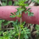 Lepidium didymum L.Lepidium didymum L.