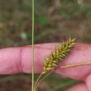 Carex laevigata Sm.Carex laevigata Sm.