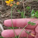 Lotus pedunculatus Cav.Lotus pedunculatus Cav.