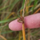 Schoenoplectus pungens (Vahl) PallaSchoenoplectus pungens (Vahl) Palla