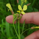 Raphanus raphanistrum L.Raphanus raphanistrum L.