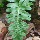 Polypodium vulgare L.Polypodium vulgare L.