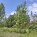 Populus x canadensis MoenchPopulus x canadensis Moench