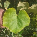 Vitis labrusca L.Vitis labrusca L.