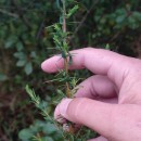 Genista berberidea LangeGenista berberidea Lange