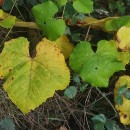 Vitis labrusca L.Vitis labrusca L.