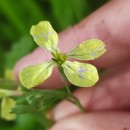 Raphanus raphanistrum L.Raphanus raphanistrum L.