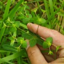 Euphorbia angulata Jacq.Euphorbia angulata Jacq.