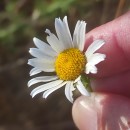 Leucanthemum monspeliense (L.) CosteLeucanthemum monspeliense (L.) Coste