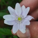 Anemone trifolia L. subsp. albida (Mariz) Ulbr.Anemone trifolia L. subsp. albida (Mariz) Ulbr.