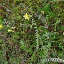 Linaria polygalifolia Hoffmanns. & Link subsp. polygalifoliaLinaria polygalifolia Hoffmanns. & Link subsp. polygalifolia