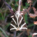 Euplagia quadripunctaria (Poda, 1761)Euplagia quadripunctaria (Poda, 1761)