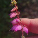 Erica ciliaris L.Erica ciliaris L.