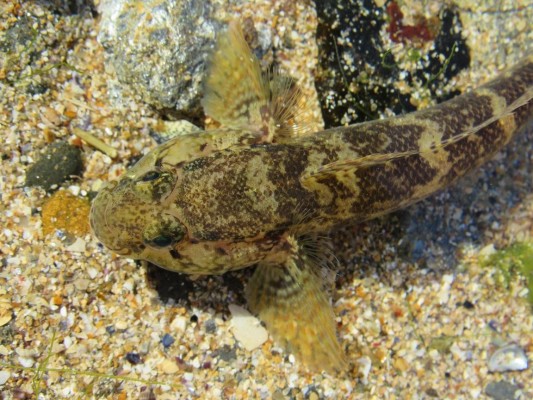Gobius paganellus Linnaeus, 1758 Biodiversidade