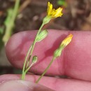 Crepis capillaris (L.) Wallr.Crepis capillaris (L.) Wallr.