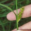 Carex laevigata Sm.Carex laevigata Sm.