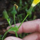 Sonchus oleraceus L.Sonchus oleraceus L.