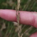 Molinia caerulea (L.) MoenchMolinia caerulea (L.) Moench