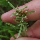 Gnaphalium uliginosum L.Gnaphalium uliginosum L.