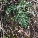 Thapsia minor Hoffmanns. & LinkThapsia minor Hoffmanns. & Link