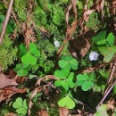 Oxalis acetosella L.Oxalis acetosella L.