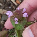 Lamium purpureum L.Lamium purpureum L.