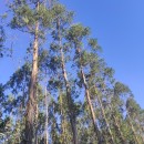 Eucalyptus globulus Labill.Eucalyptus globulus Labill.