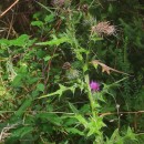 Cirsium vulgare (Savi) Ten.Cirsium vulgare (Savi) Ten.