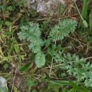 Jacobaea vulgaris Gaertn.Jacobaea vulgaris Gaertn.
