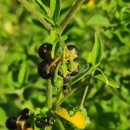 Solanum chenopodioides Lam.Solanum chenopodioides Lam.